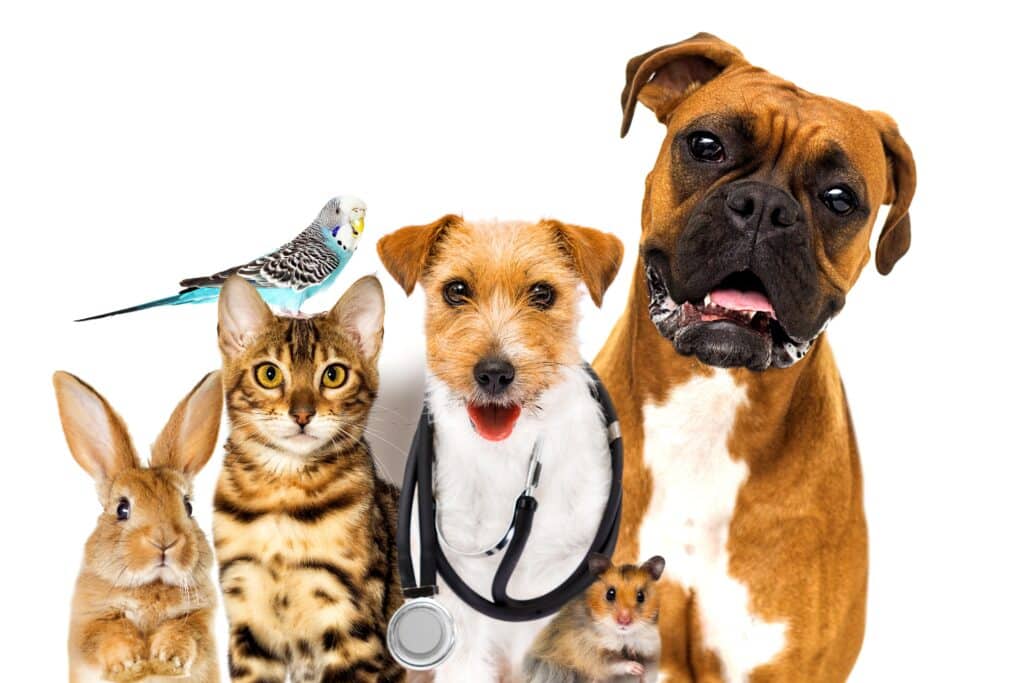 pets
