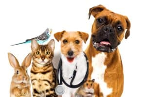 pets